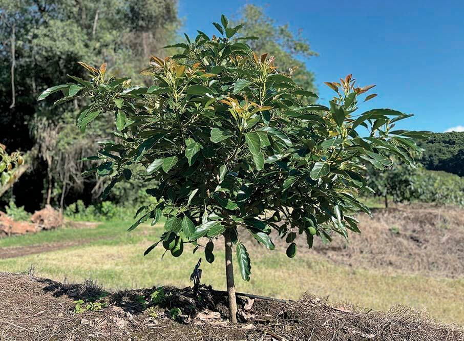 Dentro de la amplia gama de variedades de palta que trabajamos, se incluyen las siguientes más populares: Hass, Torres, Lula, Ettinger, Fuerte, Tonnage, Bacon y Edranol. También nos especializamos y disponemos diferentes variedades de portainjertos: Duke 7 (clonal), Ettinger, Mexicola y Lula.